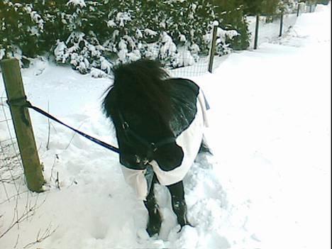 Miniature Forver Uno <'33 billede 8