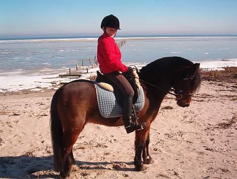 Welsh Pony af Cob-type (sec C) Hedehuses Skipper *R.I.P.* - Her er vi en tur ved vandet... billede 7