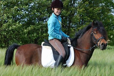 Welsh Pony af Cob-type (sec C) Hedehuses Skipper *R.I.P.* - Uhh, kornet er godt nok højt :D billede 8