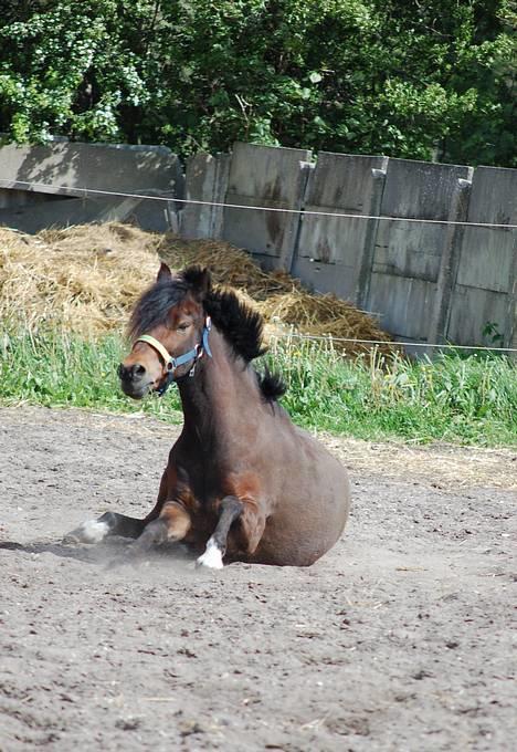 Welsh Pony af Cob-type (sec C) Hedehuses Skipper *R.I.P.* - Skipper efter en "rulletur" billede 12