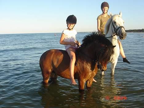 Welsh Pony af Cob-type (sec C) Hedehuses Skipper *R.I.P.* - Her er vi ude at svømme med Robin og Kathrine billede 14