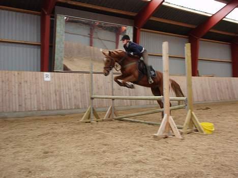 Appaloosa S. van de lorkeershoeve - Undervisnig billede 5