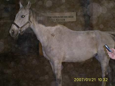 Holstener Fantast ** billede 15