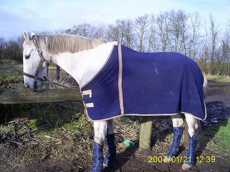 Holstener Fantast ** - så fin han er d.21/1.07 blev hentet af sin nye ejer simone billede 16