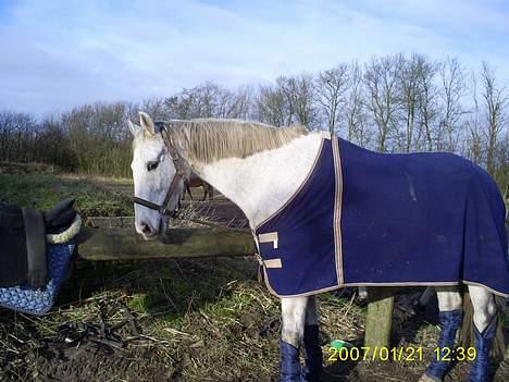 Holstener Fantast ** - sidste dag på¨ryttergården randers 21/1 billede 17