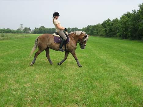 Haflinger Columbine - død - smuksakken & stine :D <3 billede 8
