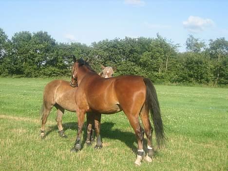 Haflinger Columbine - død - Kærlighed <3 billede 9