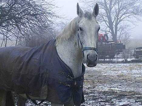 Oldenborg Klak (død) - Klak  billede 1
