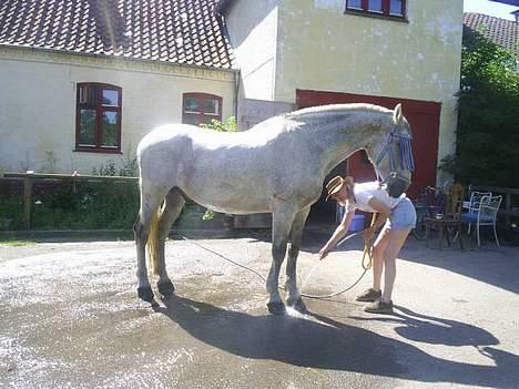 Oldenborg Klak (død) - Her bliver han lige vasket. billede 4