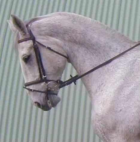 Oldenborg Klak (død) billede 6