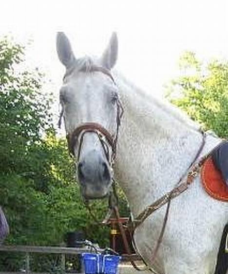 Oldenborg Klak (død) billede 7