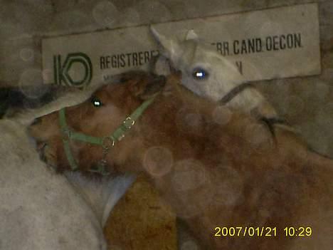 Holstener Fantast ** - hvor er det skønt med lidt nussen elsker dig tøsen siger sander<3 billede 19