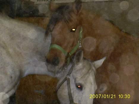 Holstener Fantast ** - tøsen og sander <3 kommer til at savne dig meget tøsen billede 20