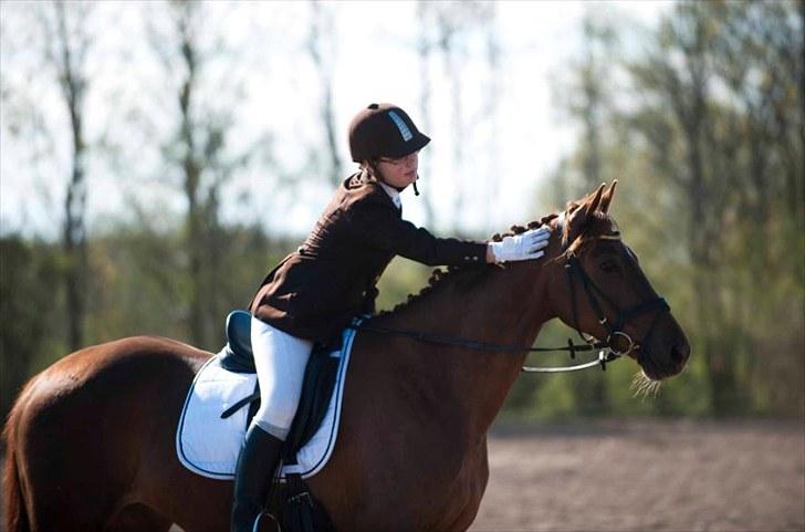 Anden særlig race Artesia - 9/5 2010 - Dressurstævne i Tylstrup, inden vi skal ride, den hest hun betyder bare alt for mig - Fotograf: Per (Christinas far) billede 1