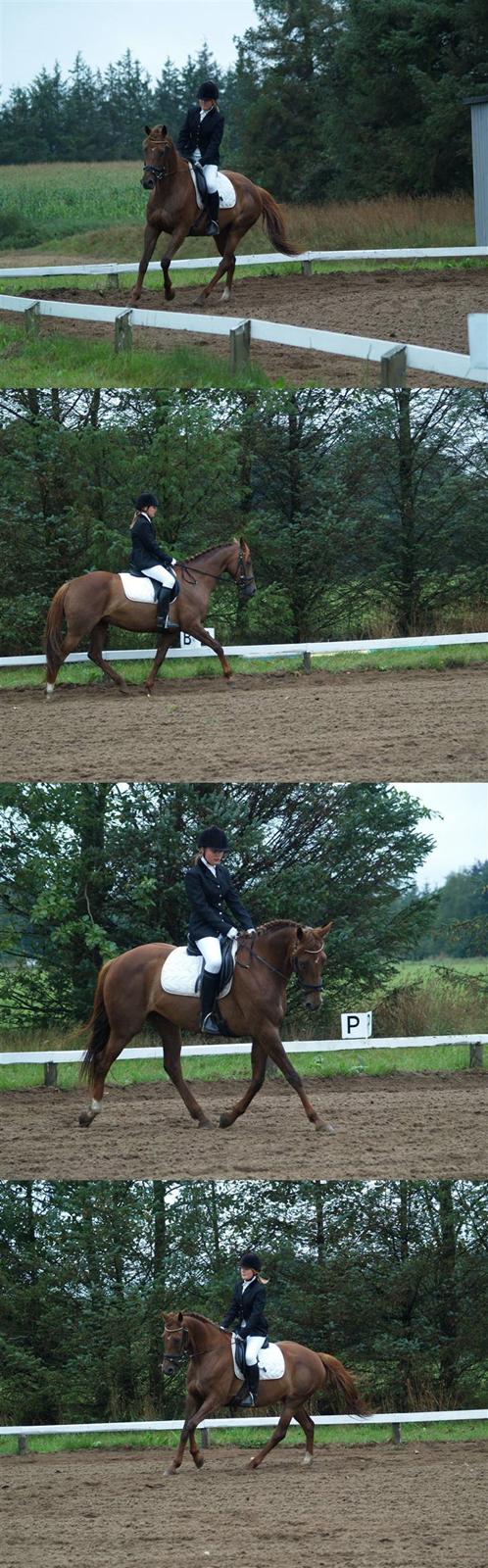 Anden særlig race Artesia - 10/8 2008 - Billeder fra stævnet i Skæve. Taget af Henriette billede 2