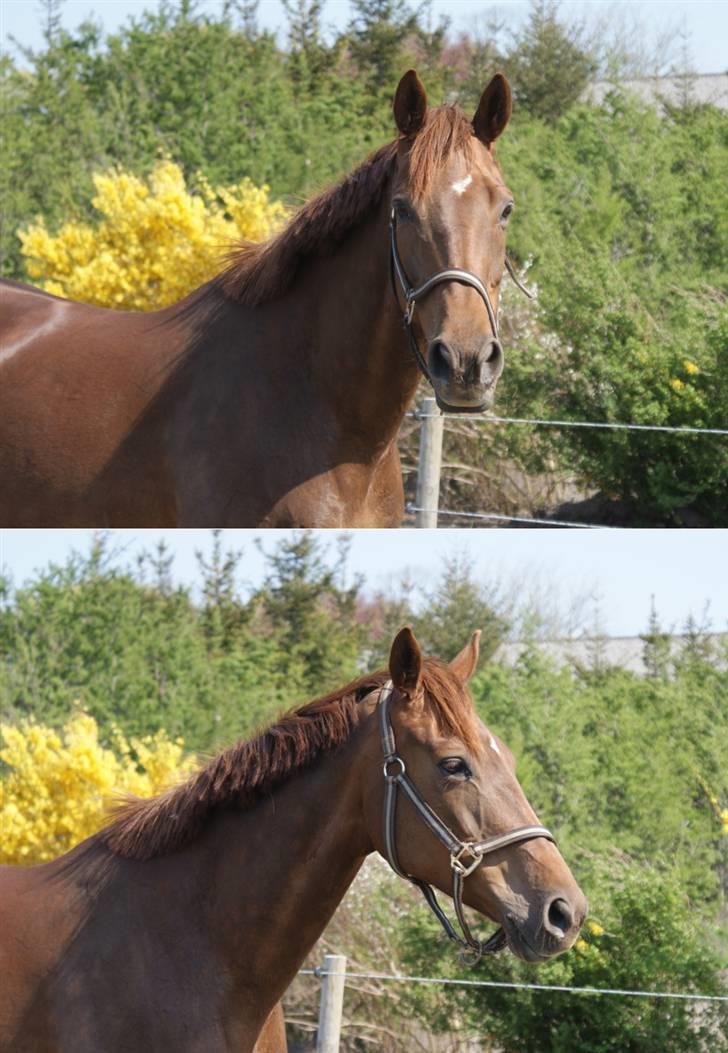 Anden særlig race Artesia - 29/4 2009 - Artesia på folden billede 3