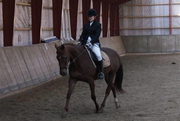 Anden særlig race Artesia - 4/4 2009 - 4. gang med den bidløse trense. Vi red lige en LD1 for sjovs skyld, og det gik helt fint ;b billede 4