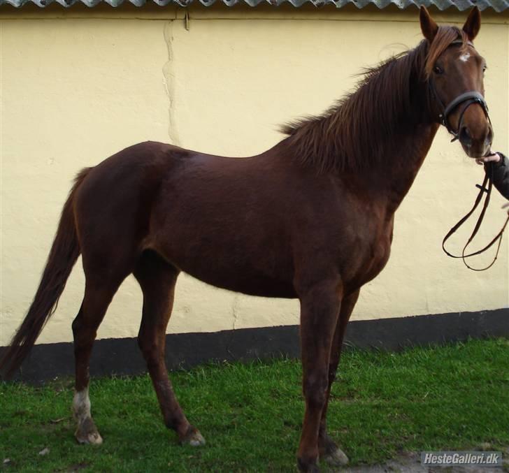 Anden særlig race Artesia - Super fin, og super beskidt billede 5