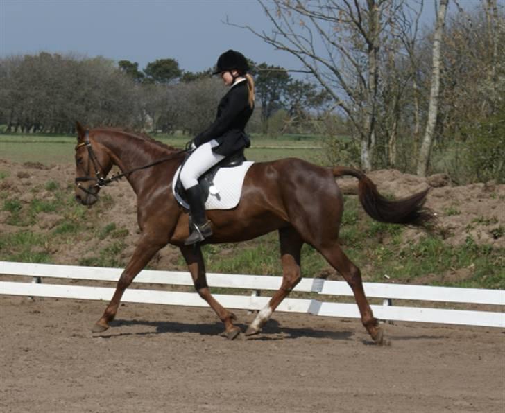 Anden særlig race Artesia - 26/4 2009 - Stævne USR - Fotograf: Min mor billede 7