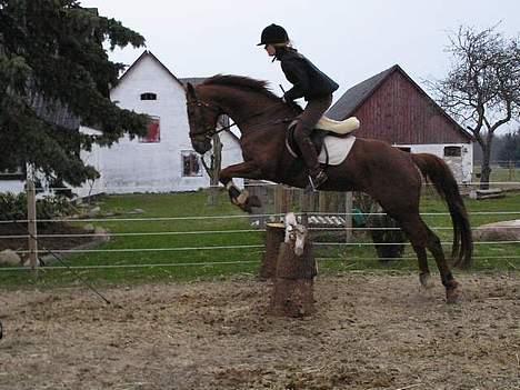 Anden særlig race Artesia - Også terræntræning billede 8