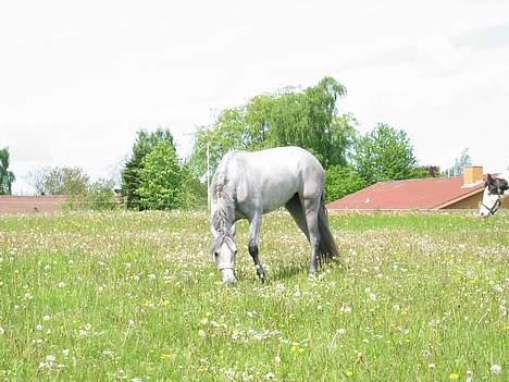 Connemara Carramaya/ grå - carramaya på mark :) 06 billede 17