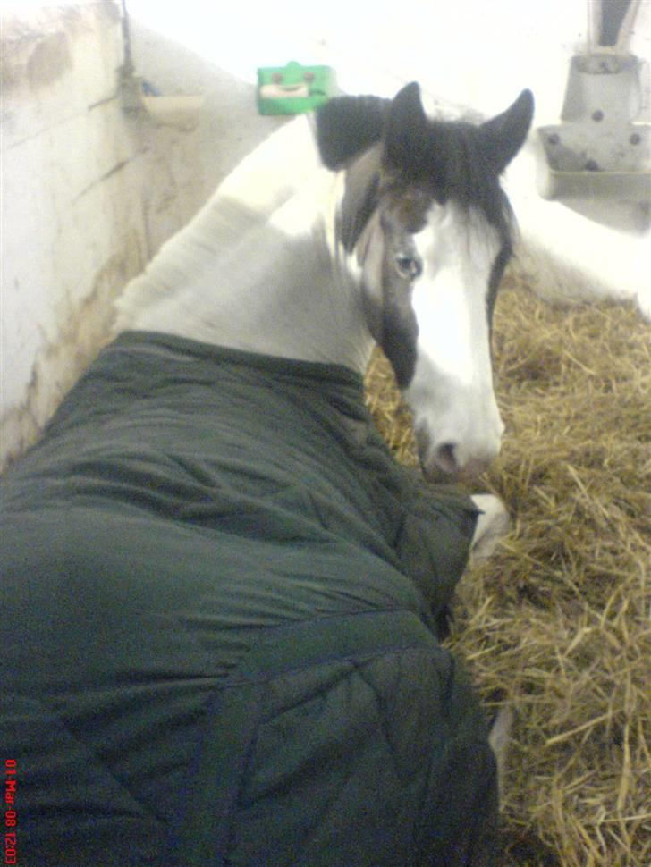 Pinto Miss coco Chanell - Elsker det billede, hun er så sød når hun ligger og hviler :P billede 16