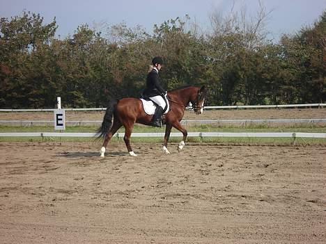 DSP Bæklunds Laredo (SOLGT) - Iqen . billede 18