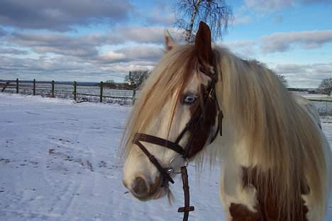 Irish Cob Basse Blue Eye <3  - Basse i sneen! billede 9