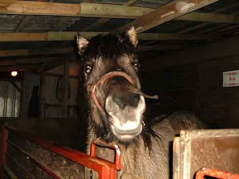Islænder Helga fra Dolmer - grinebideren billede 10