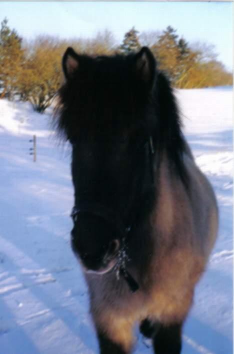 Islænder Helga fra Dolmer - Helga i sneen billede 11
