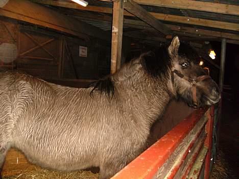 Islænder Helga fra Dolmer - lidt våd.. der regnede billede 12