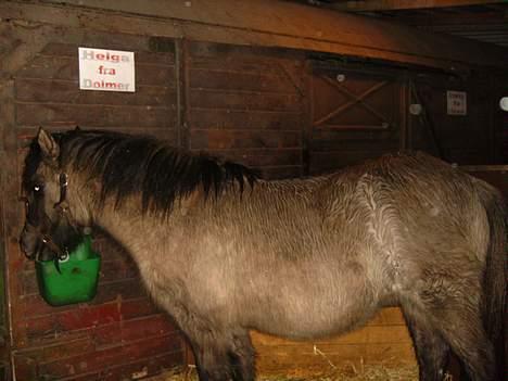 Islænder Helga fra Dolmer - klar til fodring.. hun er madglad billede 13