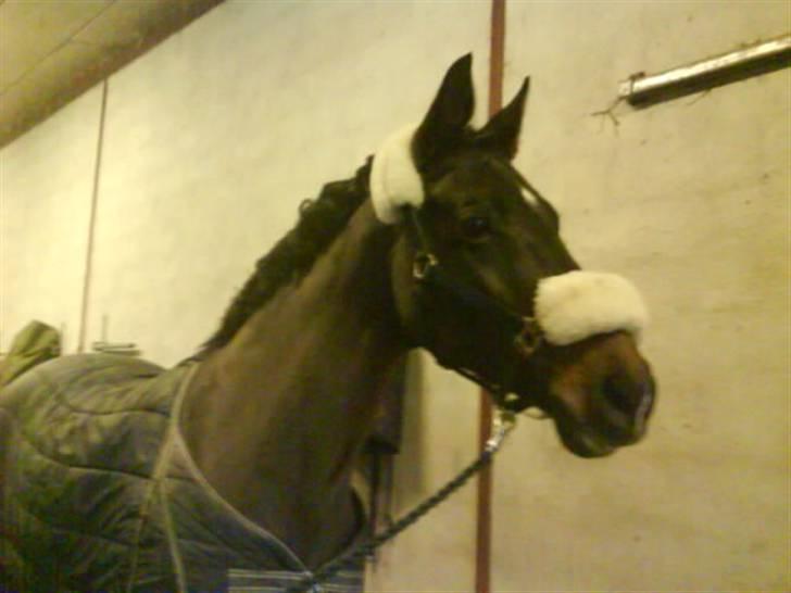 Holstener Hannah(Diva) Mit ALT<3 - krøller ? hehe har lige taget rosenknupper ud :) billede 7