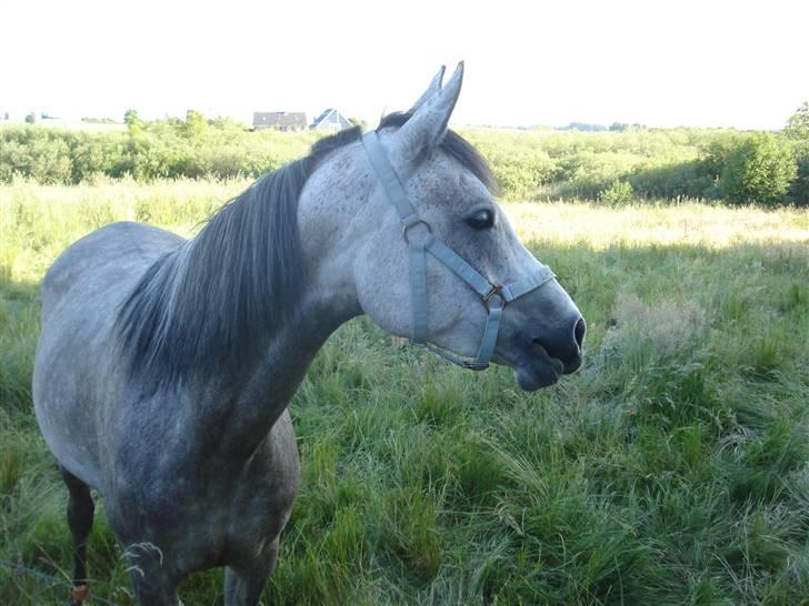 Arabisk fuldblod (OX) Lalaika - min engel, min engel, min engel, forevigt, forevigt, forevigt, jeg elsker, jeg elsker, jeg elsker KUN DIG! :´) MIN ENGEL! billede 4