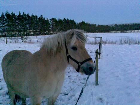 Fjordhest Mastrup Paw 1982-2009 billede 5