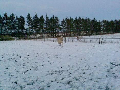 Fjordhest Mastrup Paw 1982-2009 billede 6