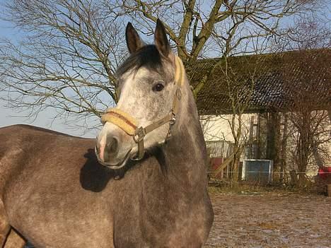 Arabisk fuldblod (OX) Lalaika - Det smukkeste øjnene kan se<3 billede 5