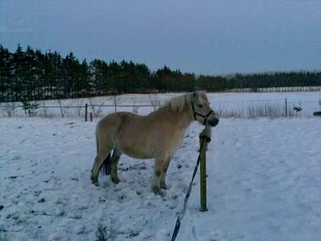Fjordhest Mastrup Paw 1982-2009 billede 7
