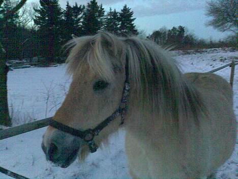 Fjordhest Mastrup Paw 1982-2009 billede 8