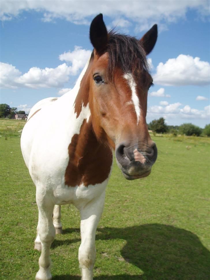 Anden særlig race Dakota - Dakota(; billede 1