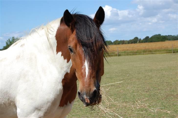 Anden særlig race Dakota - Fotograf: C´M - Kamera: Nikon D40 billede 2