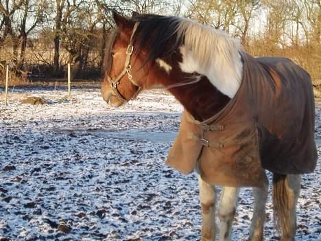 Anden særlig race Dakota - "Jeg er altså sikker på der var noget?" billede 3