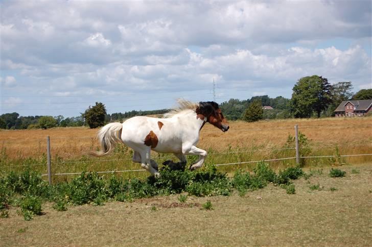 Anden særlig race Dakota - Galop på folden (;  Fotograf: C´M - Kamera: Nikon D40 billede 4