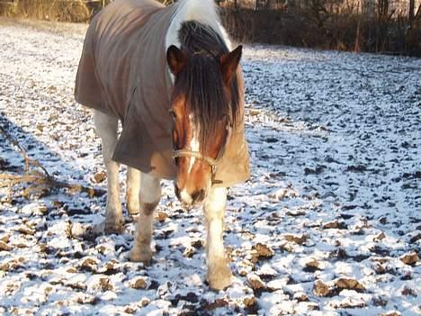 Anden særlig race Dakota - Bvrrr... det er koldt... billede 5