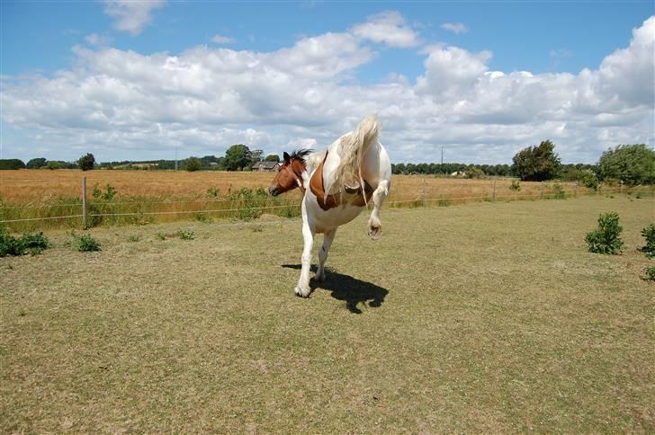Anden særlig race Dakota - Bukkespring xD Fotograf: C´M - Kamera: Nikon D40 billede 6