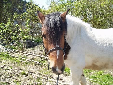 Anden særlig race Dakota - "Er jeg ikk fin" billede 7