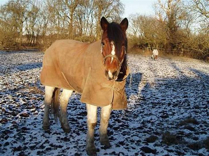 Anden særlig race Dakota - Basse i sneen billede 8