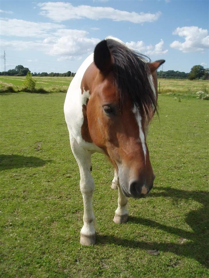 Anden særlig race Dakota - Du er sq flot i solskinnet(; billede 9
