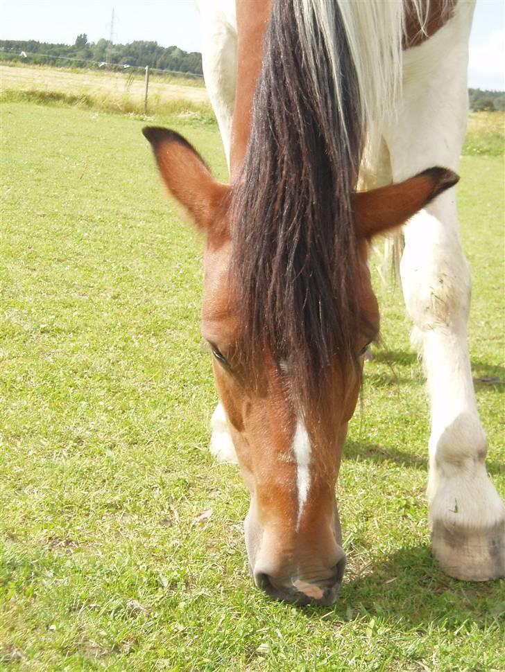 Anden særlig race Dakota - Basse græsser(; det skal der jo oz være tid til(; billede 10