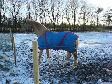 Palomino EPAH 54 Golden Benjamin - Står og nyder udsigten til de unge heste fra sin fold billede 13